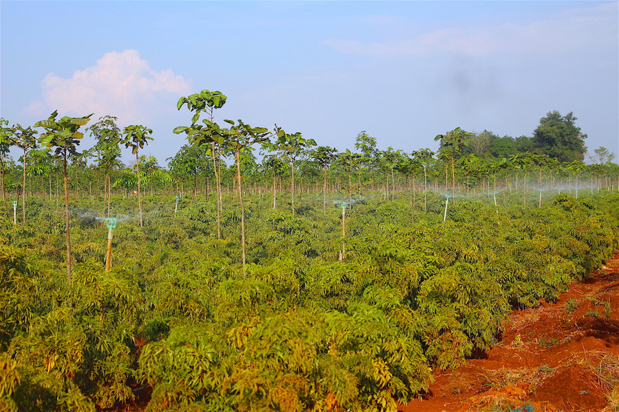 Sau khi triển khai có hiệu quả trong năm nay, HTX nông nghiệp công nghệ cao Quang Minh sẽ nhân rộng quy mô trồng dược liệu trên tổng diện tích 100 ha. Có thể nói, việc đầu tư và phát triển dược liệu này sẽ mở ra một triển vọng mới cho ngành nông nghiệp tỉnh nhà trong tương lai không xa.