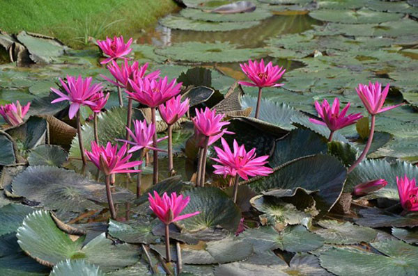 Ảnh minh họa (nguồn internet)