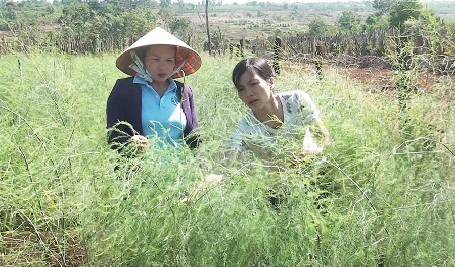  Chị Tạ Thị Năm (bìa phải) kiểm tra vườn măng tây sắp đến kỳ thu hoạch. Ảnh: H.V