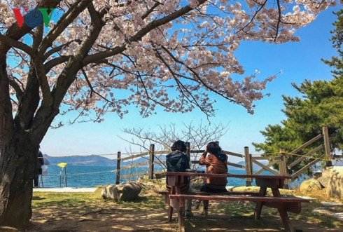  Ngồi dưới tán hoa và ngắm biển quả là ý tưởng tuyệt vời ở Jinhae. Nơi đây cũng từng là căn cứ hải quân vào đầu thế kỷ 20 nên có rất nhiều điểm tham quan như Học viện Hải quân Hàn Quốc, Trụ sở Hải quân.