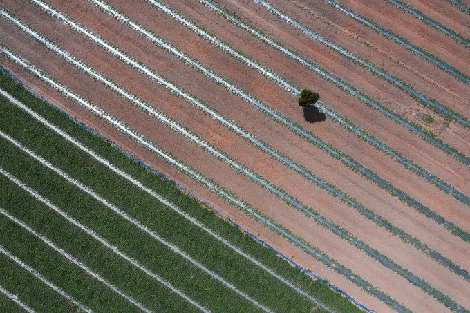 Cây đứng đơn độc giữa vùng đất canh tác rau ở huyện Sơn Hòa, một trong ba huyện miền núi của tỉnh Phú Yên, cách thành phố Tuy Hòa khoảng 47 km. Tại đây có nhiều con suối, thác hay hồ nước tự nhiên thơ mộng như thác Nguyên Xuân, thác Thá hay hồ Suối Bùn. Ngoài ra, cao nguyên Vân Hòa của huyện có không khí trong lành, quanh năm dịu mát.