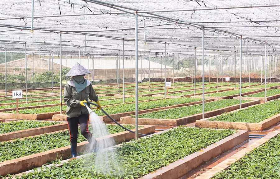  Chuẩn bị nguồn cà phê giống phục vụ tái canh. Ảnh: N.H