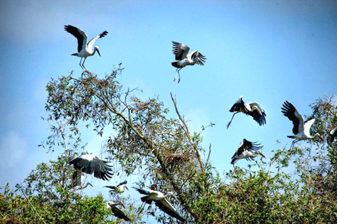 Chim cò ốc được bảo vệ đặc biệt ở Trà Sư Chim cò ốc được bảo vệ đặc biệt ở Trà Sư