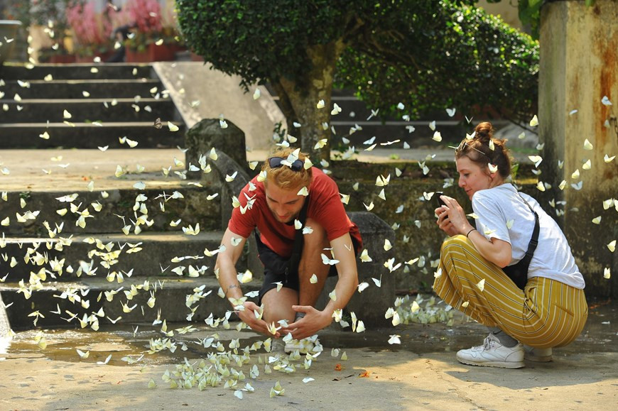  Cứ vào tháng Tư đến tháng Năm hằng năm, từng đàn bướm tại vườn quốc gia Cúc Phương (huyện Nho Quan, tỉnh Ninh Bình) như bừng tỉnh giấc, bay ra khỏi tán cây rừng, dập dìu dưới nắng, tụ thành từng đàn lớn đậu trên mặt đất tạo nên khung cảnh huyền ảo như trong truyện cổ tích. 
