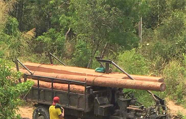 Phương tiện và số gỗ trái phép tại hiện trường. Ảnh: Cao Phong