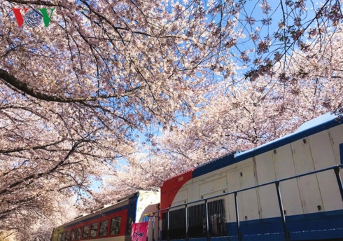 Xe lửa chạy ngang, cánh hoa rơi lả tả theo gió tạo nên một khung cảnh ngoạn mục khó tin.