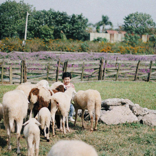 Cậu nhóc nhà chị Nhung rất thích thú khi chơi với các con vật. Ảnh: NVCC. Cậu nhóc nhà chị Nhung rất thích thú khi chơi với các con vật. Ảnh: NVCC.