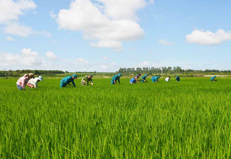 Lực lượng vũ trang huyện Ia Pa giúp dân làm cỏ lúa. Ảnh: A.H