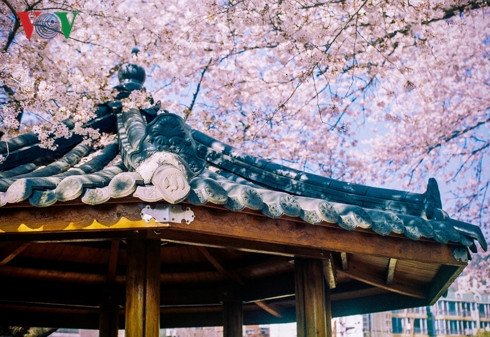  Hàng triệu người đã tới đây để tận mắt chiêm ngưỡng bức tranh mùa xuân tuyệt đẹp, đầy sức sống của xứ sở kim chi.