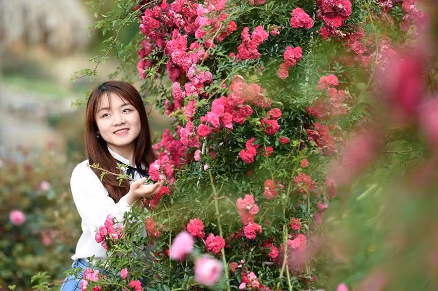 Để rồi hè sang, hồng cổ Sa Pa, hồng Vân khôi cùng các loại hồng nhập ngoại, hồng leo đồng loạt khoe sắc, như thể có một phép màu vừa chạm tới Fansipan, biến Sun World Fansipan Legend thành một khu vườn cổ tích.