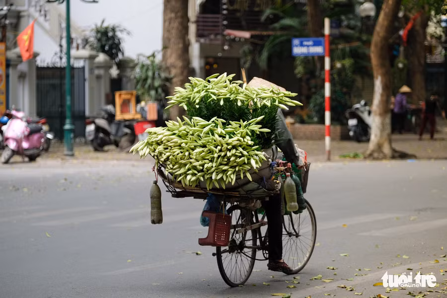  Những xe hoa loa kèn rong ruổi khắp phố Hà Nội để gọi tháng 4 về