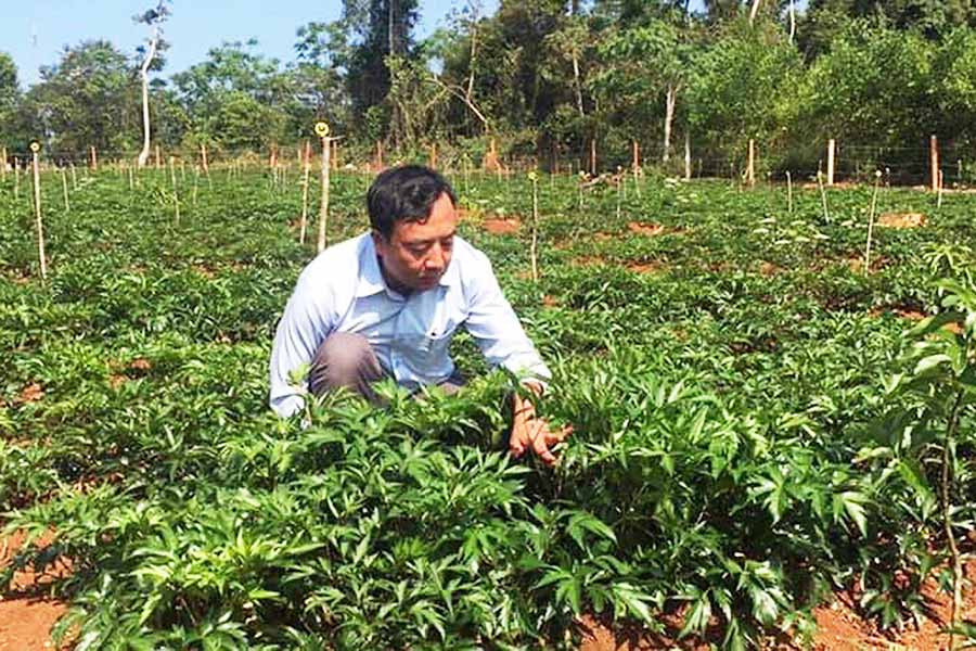 Lãnh đạo Công ty Phát triển khoa học Quốc tế Trường Sinh kiểm tra vườn cây đương quy. Ảnh: N.S Lãnh đạo Công ty Phát triển khoa học Quốc tế Trường Sinh kiểm tra vườn cây đương quy. Ảnh: N.S