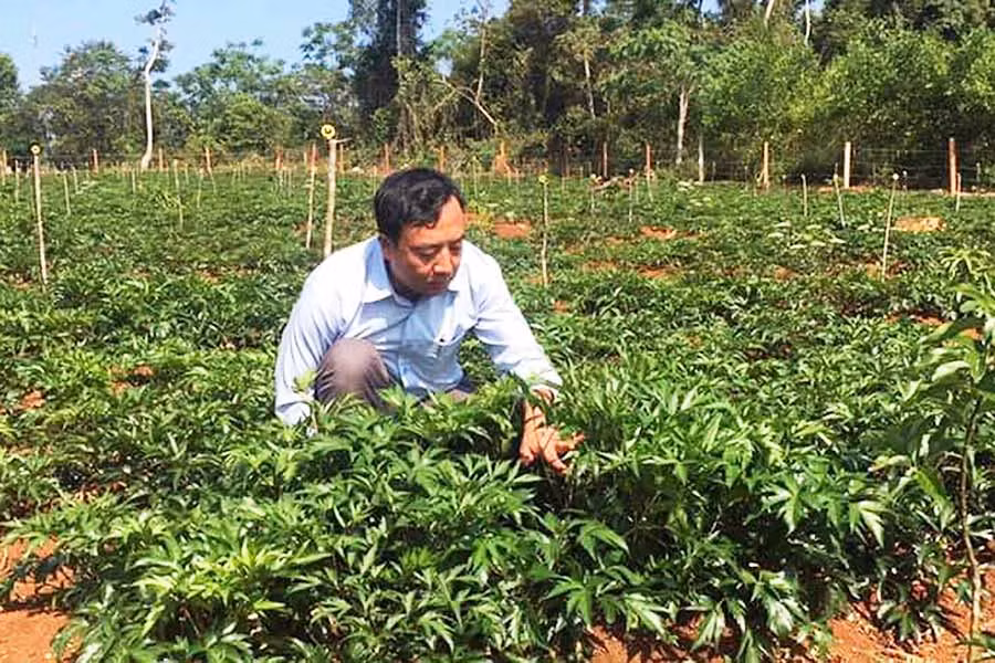 Lãnh đạo Công ty Phát triển khoa học Quốc tế Trường Sinh kiểm tra vườn cây đương quy. Ảnh: N.S