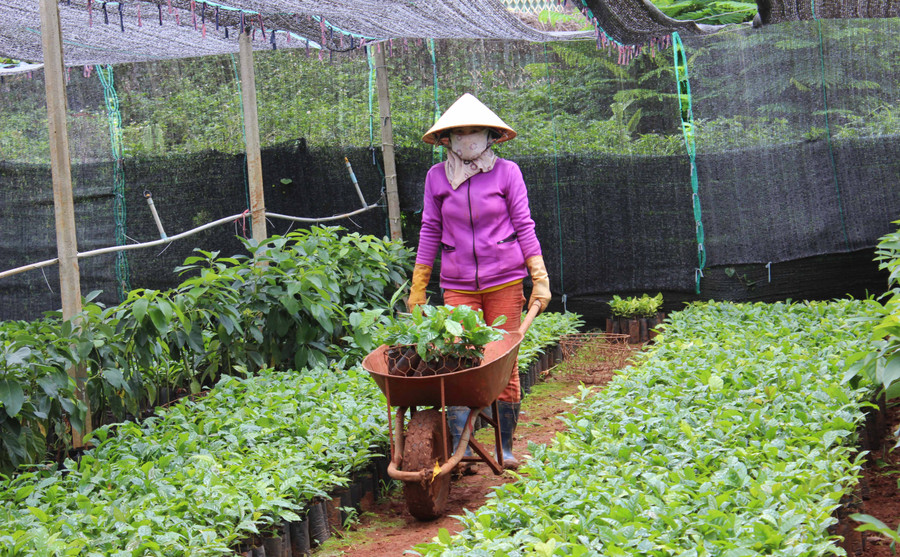 Chuẩn bị cà phê giống