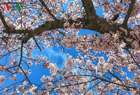 Đứng dưới tán cây, cả một khoảng trời như được phủ sắc hồng phấn ấm áp, nhẹ nhàng lãng mạn.