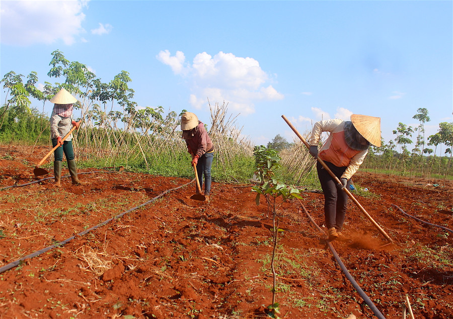 Ngoài ra, dự kiến vào đầu tháng 9 tới, HTX sẽ triển khai mô hình liên kết chuỗi sản xuất dược liệu với khoảng 10-15 hộ dân tại các xã lân cận thuộc huyện Chư Sê. Đây được xem là cơ hội tốt để người dân địa phương thử nghiệm chuyển đổi cơ cấu cây trồng trước thực trạng cà phê và hồ tiêu đang trên đà tụt dốc.