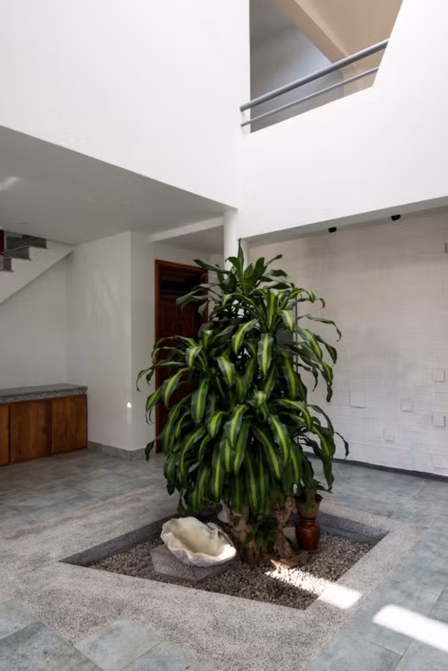 Cây phát tài đặt ở trung tâm mang ý nghĩa về mặt phong thủy.