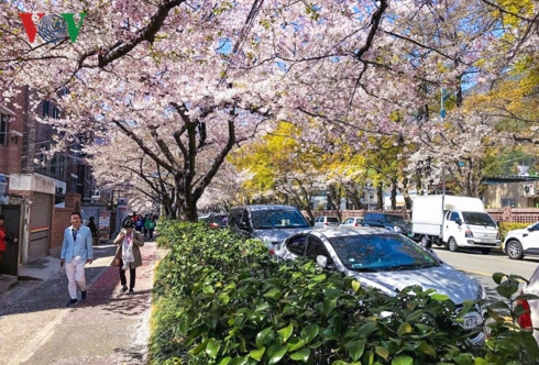 Jinhae sở hữu tới 340.000 cây anh đào nên du khách có thể ngắm hoa ở bất cứ đâu, từ những hàng cây ven đường cho đến các đại lộ, triền đồi, ven sông.