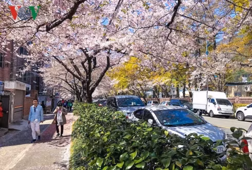 Jinhae sở hữu tới 340.000 cây anh đào nên du khách có thể ngắm hoa ở bất cứ đâu, từ những hàng cây ven đường cho đến các đại lộ, triền đồi, ven sông.