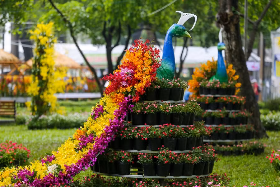 Những loài hoa lan nở rực rỡ, đủ màu sắc được các nghệ nhân trang trí thành hình chim công, thuyền buồm, bồ câu hòa bình...