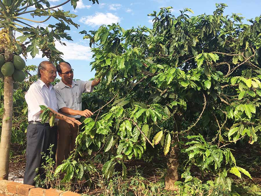  Cà phê sản xuất theo tiêu chuẩn 4C cho năng suất, chất lượng cao. Ảnh: V.T