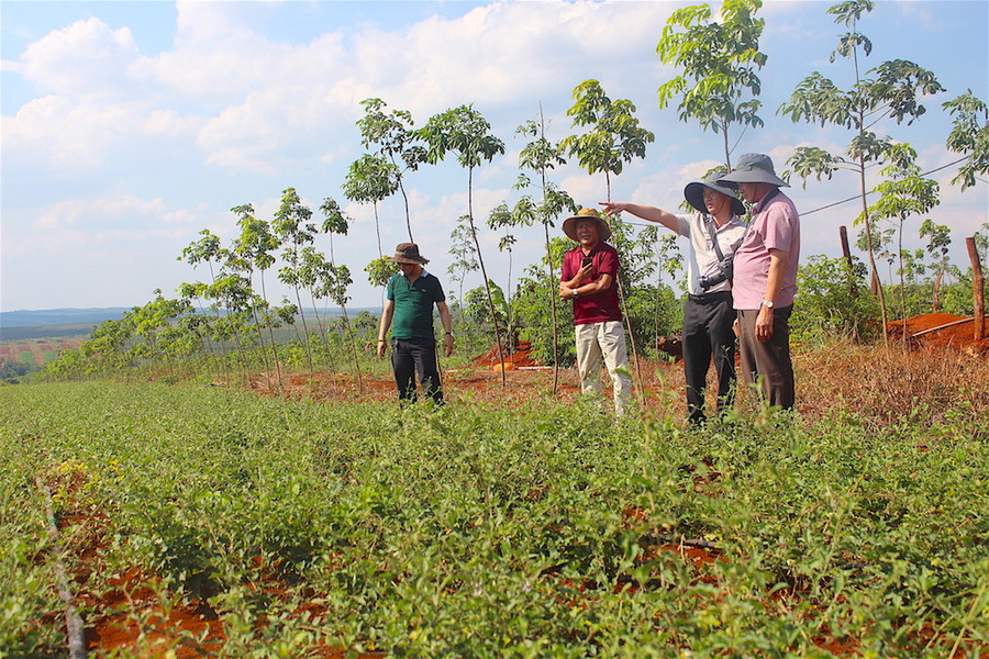 Vườn dược liệu này được HTX Nông nghiệp công nghệ cao Quang Minh (có trụ sở tại thị trấn Chư Sê, huyện Chư Sê) triển khai trồng theo mô hình trang trại từ cuối năm 2018 trên diện tích cao su tái canh của Công ty TNHH một thành viên Cao su Chư Sê. Sau 8 tháng, cây sinh trưởng, phát triển khá tốt và hầu như không bị sâu bệnh hại.