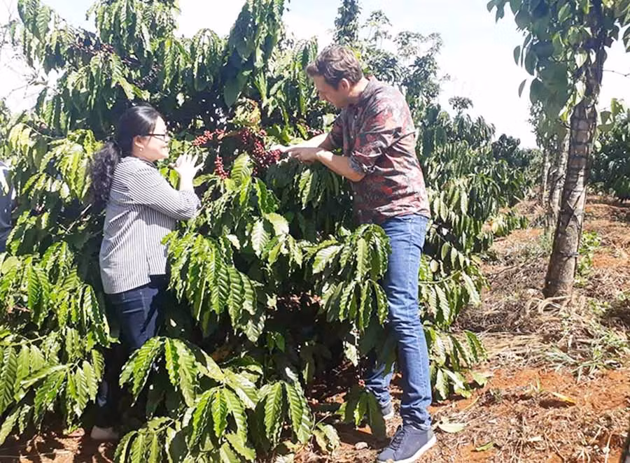  Đơn vị đối tác Hà Lan sang thăm vườn cà phê canh tác theo phương pháp hữu cơ của Công ty Xanh Thiên Hưng tại xã Ia Kênh, TP. Pleiku. Ảnh: S.C