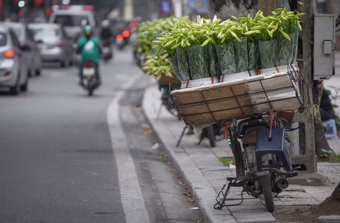 Những xe hoa trên phố Mai Xuân Thưởng chỉ bán duy nhất hoa loa kèn. Tại Hà Nội, những địa điểm tập trung nhiều xe hoa nhất là phố Giảng Võ, Phan Đình Phùng, cổng chợ Hàng Da, chợ hoa Quảng Bá… James Lanois (du khách Anh) kể lại: “Tôi biết loài hoa này. Tôi đã đi bộ thăm một vài con phố ở Hà Nội và gặp các cô gái mặc áo dài, trên tay là hoa loa kèn. Tôi nghĩ chúng là một sự kết hợp độc đáo”.