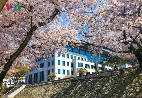  Mùa hoa anh đào ở Hàn Quốc thường trải dài từ tháng 3 đến giữa tháng 4. Thời gian này, những con đường náo nhiệt cho đến các cung điện, đền chùa trang nghiêm đều được bao phủ trong sắc hoa.