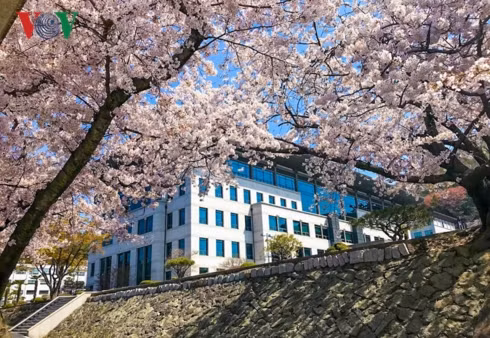  Mùa hoa anh đào ở Hàn Quốc thường trải dài từ tháng 3 đến giữa tháng 4. Thời gian này, những con đường náo nhiệt cho đến các cung điện, đền chùa trang nghiêm đều được bao phủ trong sắc hoa.