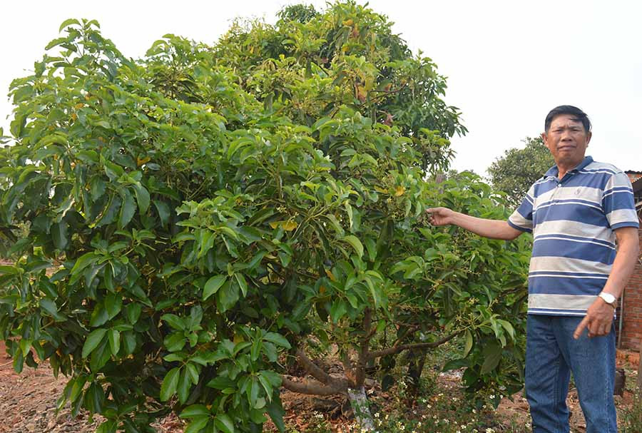  Cựu chiến binh Đỗ Tấn Tài bên vườn bơ của gia đình. Ảnh: A.H