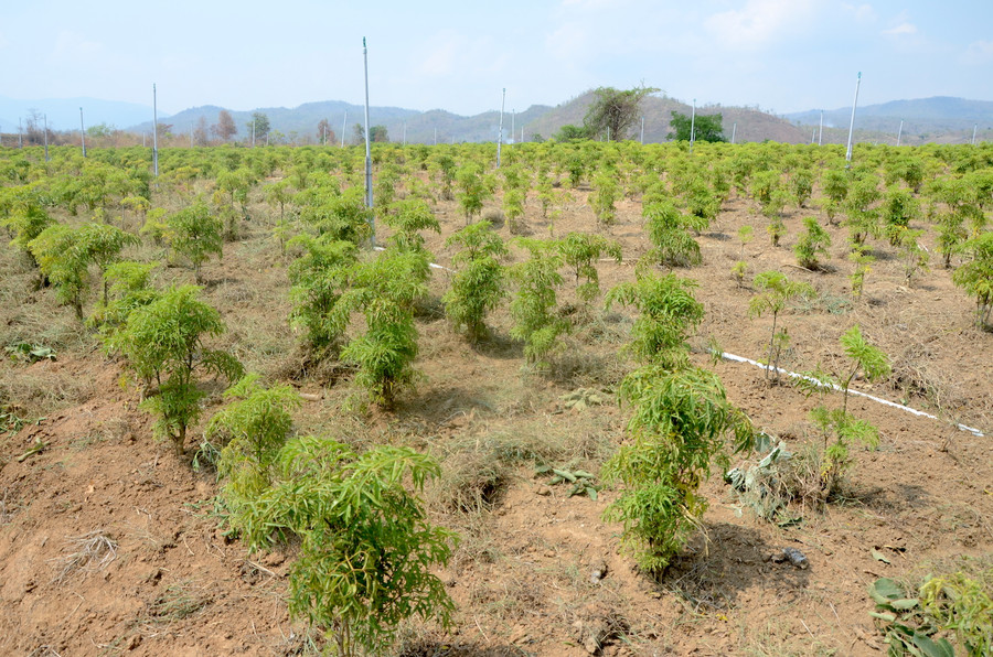 Nhiều hộ dân Ayun Pa, Gia Lai trồng đinh lăng cho thu nhập gấp 8 lần trồng mía. Ảnh: T.Đ