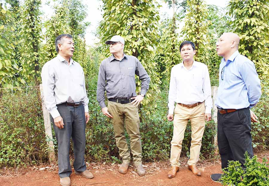  Các đại biểu tham quan mô hình tưới nhỏ giọt trên cây hồ tiêu của hộ ông Võ Việt Hùng (làng Trek, xã Kdang, huyện Đak Đoa). Ảnh: L.N