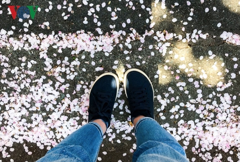 Rảo bước trên đường, du khách sẽ bắt gặp những thảm hoa anh đào được trải bằng cánh hoa tươi, đẹp đến mức muốn dừng chân.