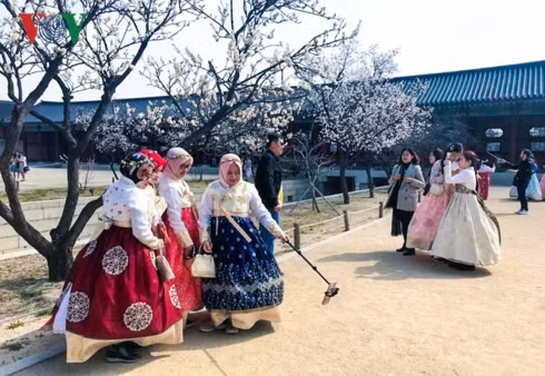 Vừa ngắm hoa trong khung cảnh trang nghiêm cổ kính, vừa được tìm hiểm văn hóa xứ Hàn, chụp ảnh trong bộ hanbok truyền thống.