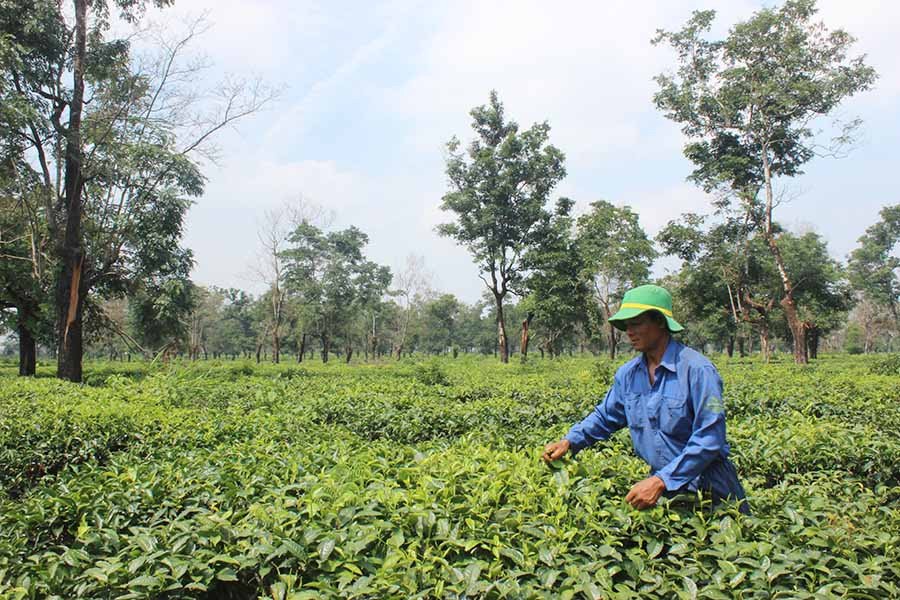 Công nhân đang chăm sóc vườn chè. Ảnh: Nguyễn Diệp Công nhân đang chăm sóc vườn chè. Ảnh: Nguyễn Diệp