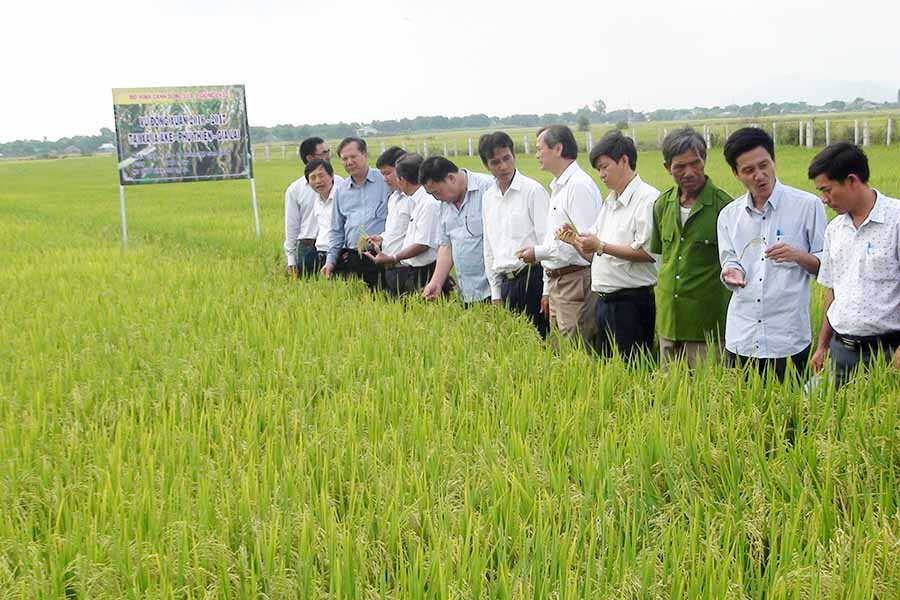  Mô hình cánh đồng lúa lớn một giống cho hiệu quả cao ở huyện Phú Thiện. Ảnh: Đ.P