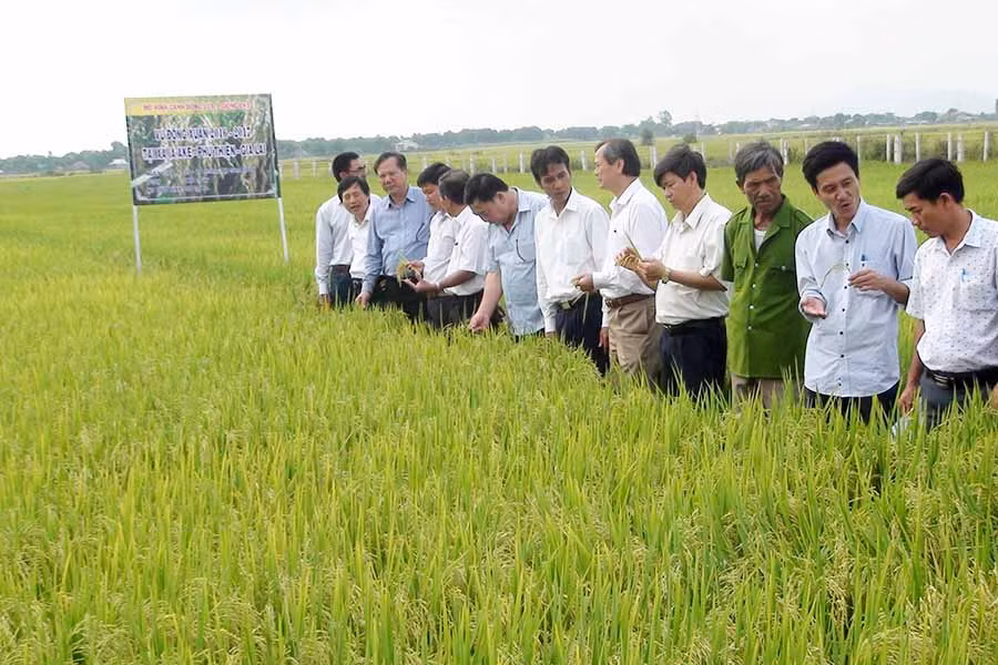  Mô hình cánh đồng lúa lớn một giống cho hiệu quả cao ở huyện Phú Thiện. Ảnh: Đ.P