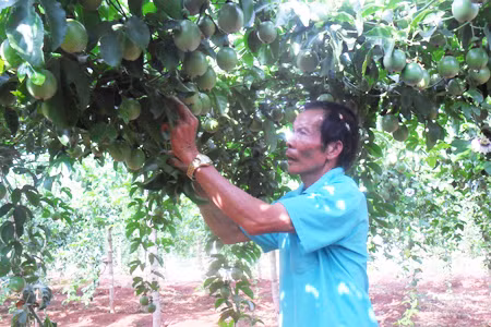 Ông Lộng chăm sóc vườn chanh. Ảnh: Nguyễn Nhật