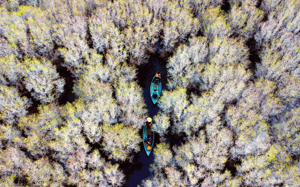  Một góc rừng bàu Cá Cái mùa thay lá với tông màu trắng pha xanh lạ lẫm - Ảnh: DUY SINH