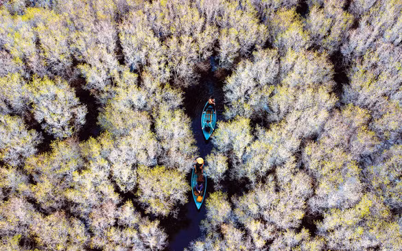  Một góc rừng bàu Cá Cái mùa thay lá với tông màu trắng pha xanh lạ lẫm - Ảnh: DUY SINH