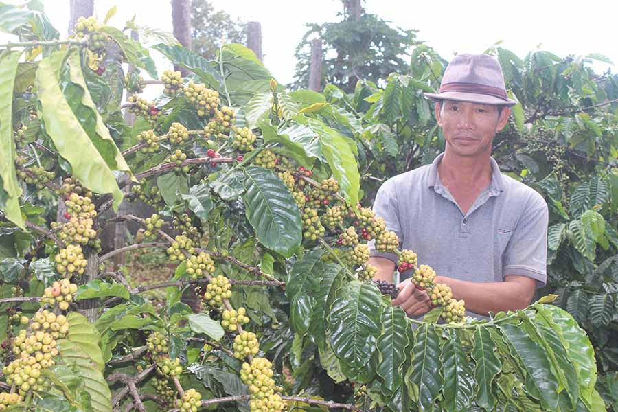 Giá cà phê xuống thấp khiến nhiều nông dân lo lắng. Ảnh: N.H  Giá cà phê xuống thấp khiến nhiều nông dân lo lắng. Ảnh: N.H