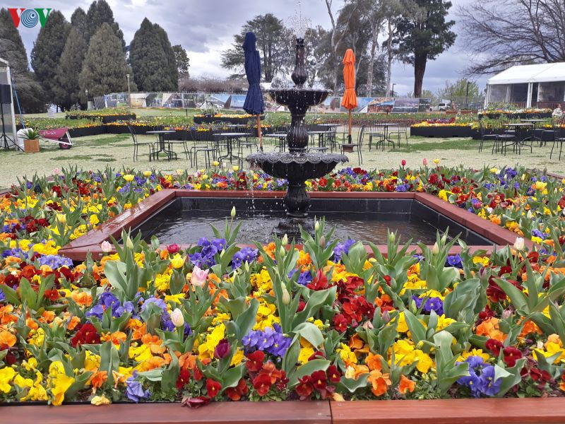 Australia đang bước vào những ngày đầu của mùa xuân. Tiết trời ấm áp làm cho hoa nở khắp nơi. Nhiều thành phố tổ chức lễ hội hoa để người dân đến vui chơi, ngắm hoa trong thời tiết ấm áp.