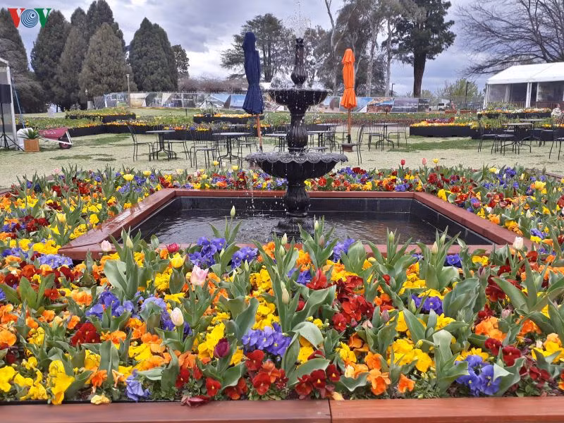 Australia đang bước vào những ngày đầu của mùa xuân. Tiết trời ấm áp làm cho hoa nở khắp nơi. Nhiều thành phố tổ chức lễ hội hoa để người dân đến vui chơi, ngắm hoa trong thời tiết ấm áp.