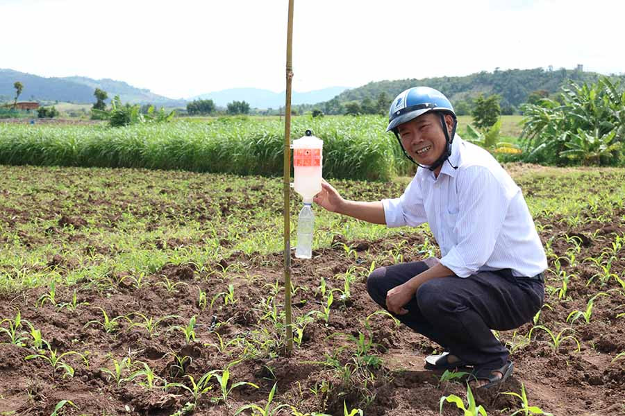  Ông Nguyễn Quang Quốc-Giám đốc Trung tâm Dịch vụ nông nghiệp huyện bên một chiếc bẫy sâu keo mùa thu hại bắp. Ảnh: L.N