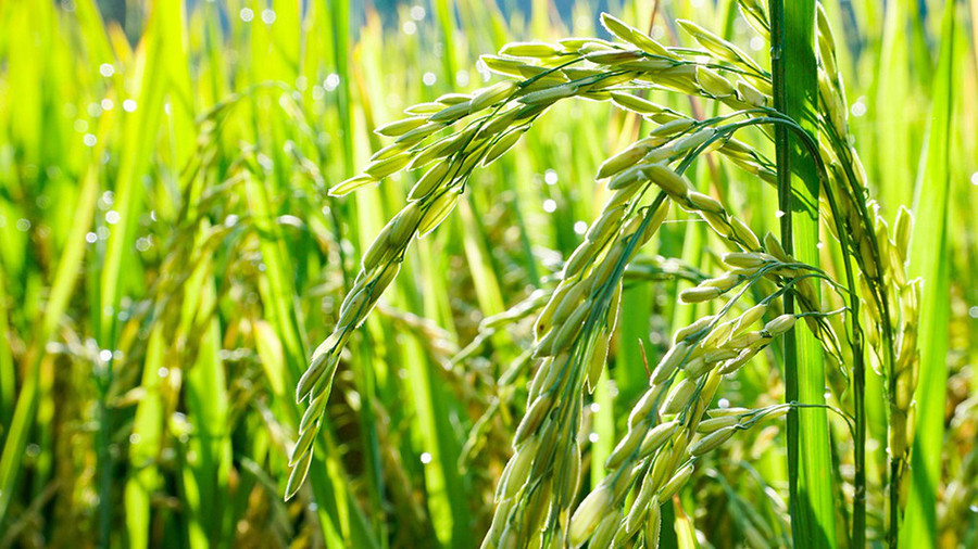 Đây là một thửa ruộng thuộc phường Pháo Đài, phường nội ô của Hà Tiên