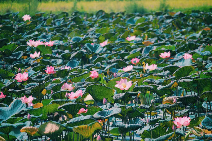 Hương sen ngọt mát, dìu dịu, tinh khiết đến lạ lùng Hương sen ngọt mát, dìu dịu, tinh khiết đến lạ lùng