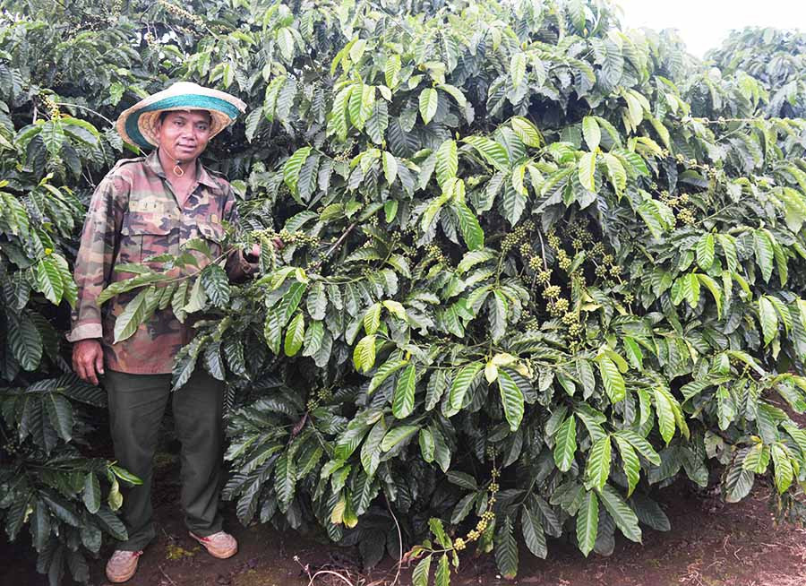 Hội Nông dân huyện Đak Đoa trao giấy chứng nhận cho hộ sản xuất, kinh doanh giỏi. Ảnh: H.T  Hội Nông dân huyện Đak Đoa trao giấy chứng nhận cho hộ sản xuất, kinh doanh giỏi. Ảnh: H.T