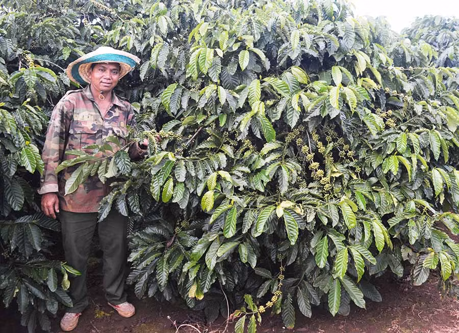  Hội Nông dân huyện Đak Đoa trao giấy chứng nhận cho hộ sản xuất, kinh doanh giỏi. Ảnh: H.T