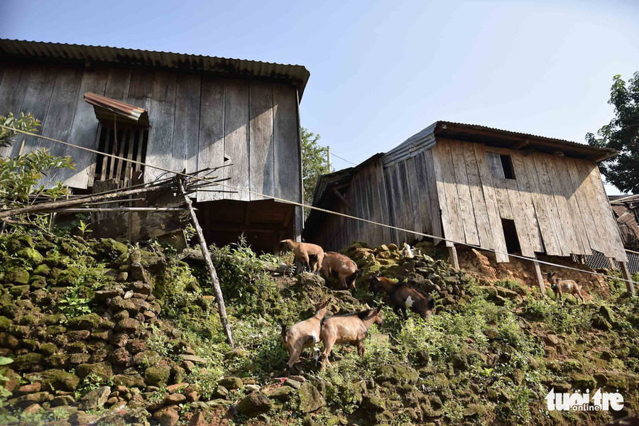 Một đàn dê lang thang quanh nóc - Ảnh: LÊ VĂN ÁNH